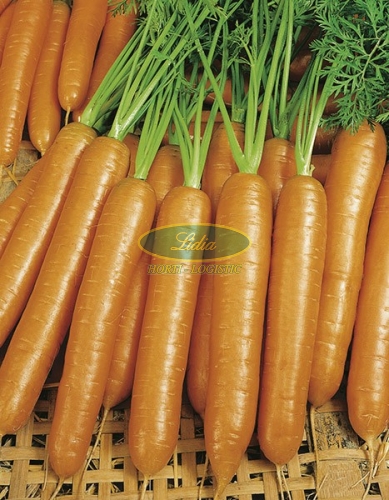 MARCHEW BERLIKUMER 2 500g