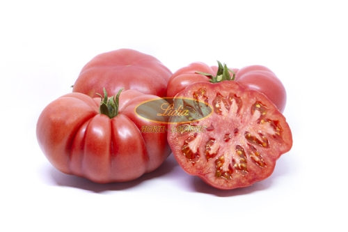 POMIDOR TOBROSSA 100 NASION