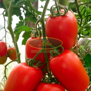POMIDOR DELIWANDA 250n