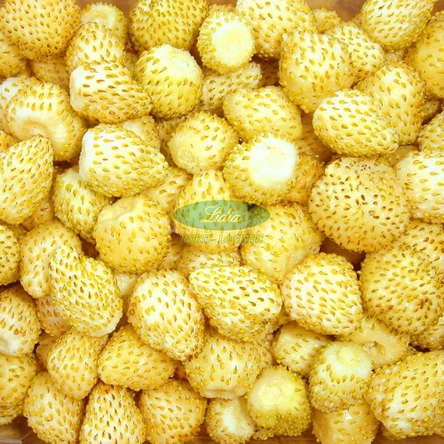 POZIOMKA ŻÓŁTA YELLOW WONDER 0,1g