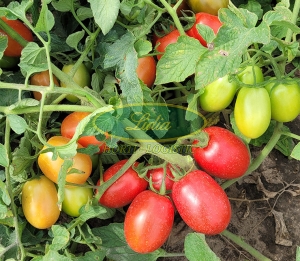 POMIDOR OLIVENZA F1 5.000 n.