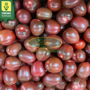POMIDOR PURPURINA 50n