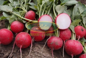 RZODKIEWKA MELITO F1 100.000 n. 3,0-3,2