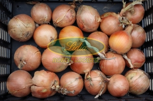 CEBULA AMBRADOR F1 250 tys