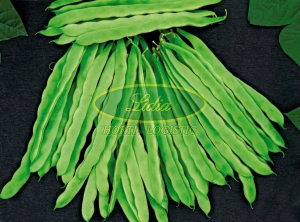 FASOLA TYCZNA ZIELONA ALGARVE 0,5kg