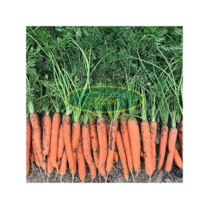 MARCHEW CARIBOU 100tys 1,8-2,0