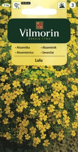 AKSAMITKA WĄSKOLISTNA LULU 0,5 g