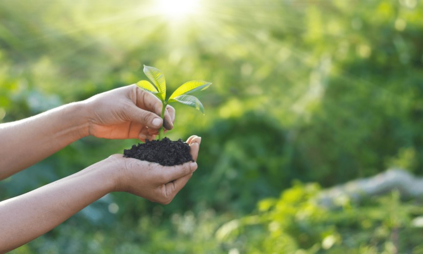 Najlepsze środki ochrony roślin