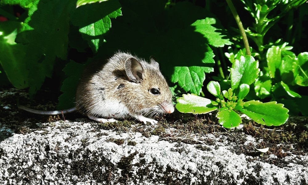 Jak pozbyć się szczurów i myszy z ogrodu?
