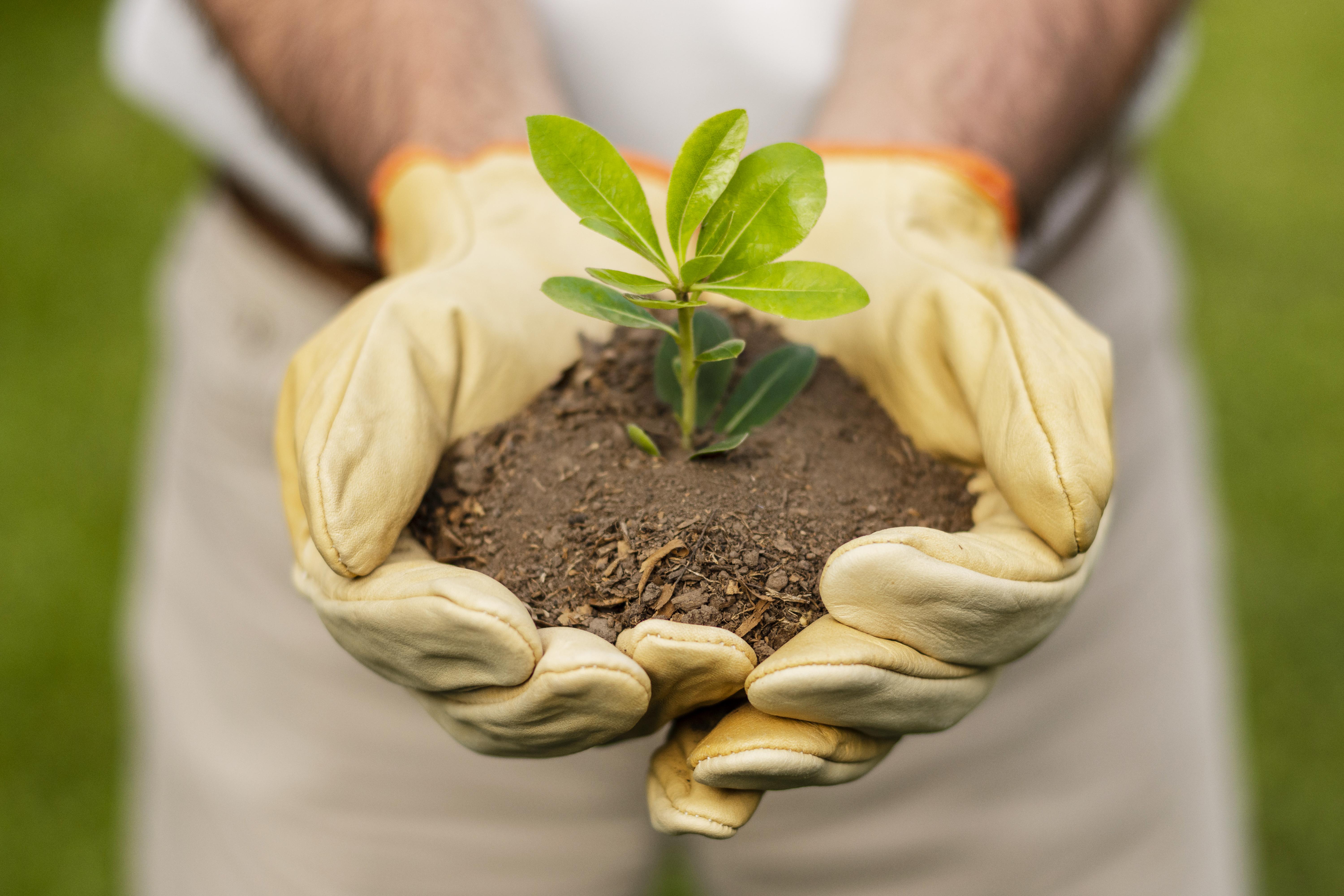 Bisteran – skuteczny sposób na zdrowe rośliny i wyższy plon bez chemicznych pozostałości